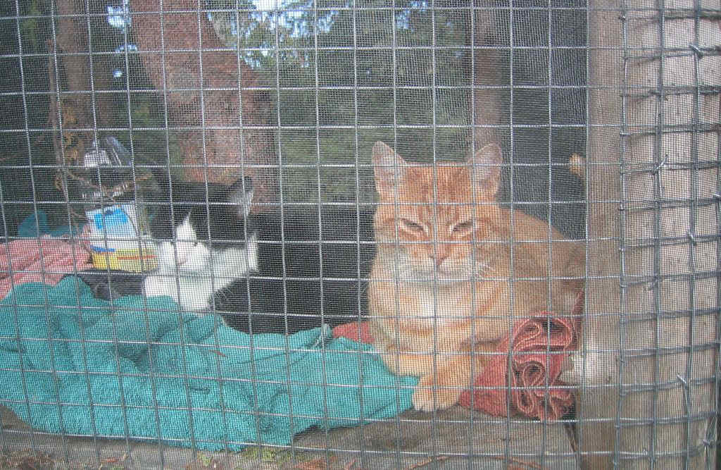 cat pen screening
